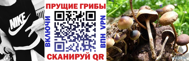 Галлюциногенные грибы Psilocybe  Купить  Красково 